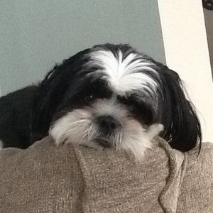 Meet your Posher, Ann